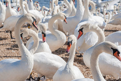 View of swans