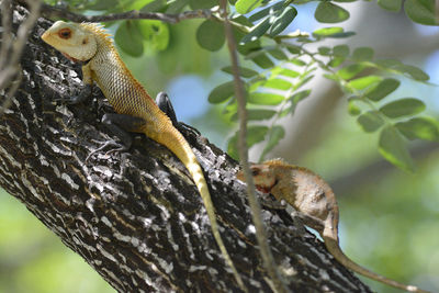 Close-up of lizard on tree branch