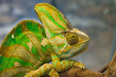 Close-up view of a veiled chameleon on a tree.
