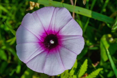 Close-up of purple flower