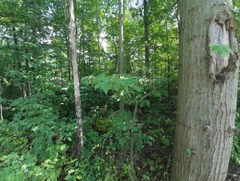 View of trees in forest