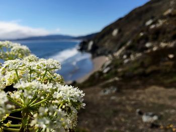 Close-up of plant by sea against sky