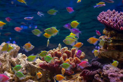 View of fish swimming in sea