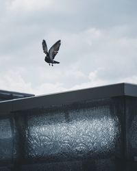 Bird flying against sky