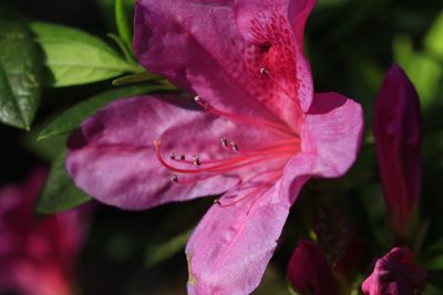 Close-up of pink flower blooming outdoors