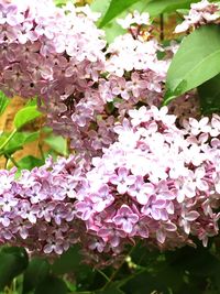 Close-up of pink flowers