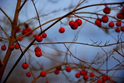 Close-up of red berries on tree