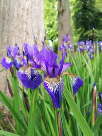 Close-up of purple flowers blooming outdoors