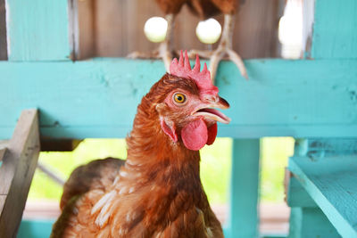 Brown egg chickens or hen in poultry or livestock farming house