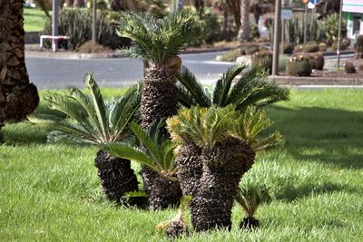 Close-up of plants growing in park