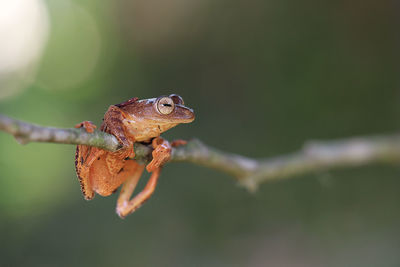 Close-up of frog on leaf