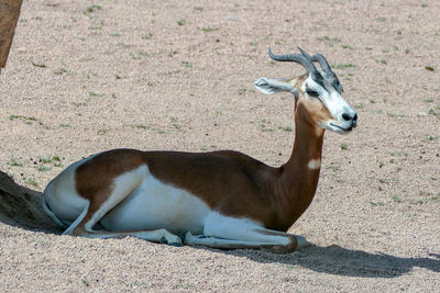 View of deer lying down on land
