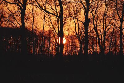 Sunlight streaming through silhouette trees in forest during sunset