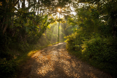 Dirt road amidst trees in forest