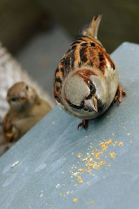 Tilt image of sparrow perching