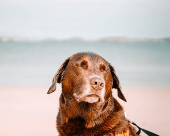 Close-up of dog at the beach