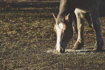 Horse grazing on field during sunny day