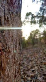 Close-up of tree trunk on field