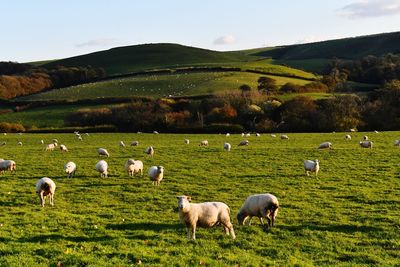 Sheep grazing in pasture