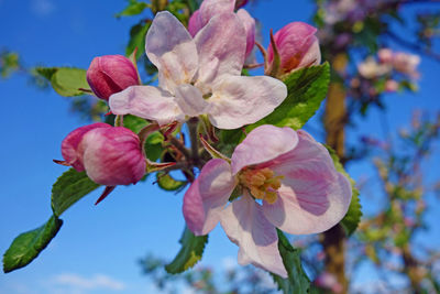 Close-up of pink cherry blossoms