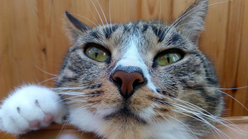 Close-up portrait of cat