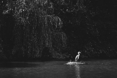 Man surfing in lake against trees in forest