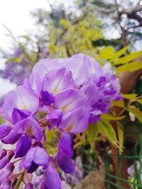 Close-up of purple flowering plant