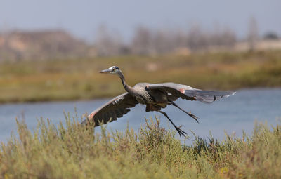 Great blue heron flying over grassy field