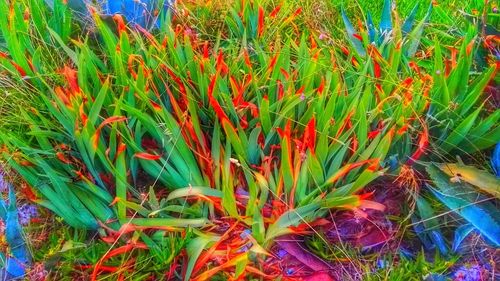 Close-up of colorful flowers