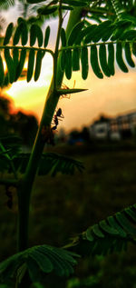 Close-up of fresh green plants against sky at sunset