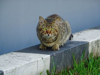 Portrait of cat sitting outdoors