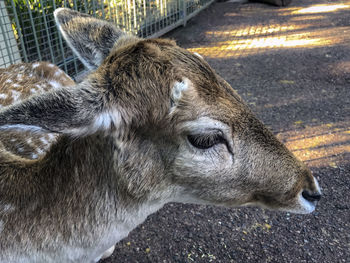 Close-up of an animal