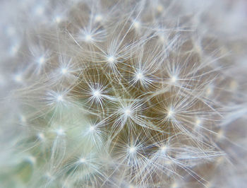 Close-up of dandelion on plant