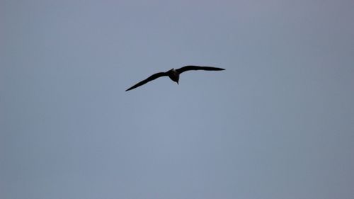 Low angle view of eagle flying against clear sky