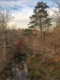 Bare trees in river against sky