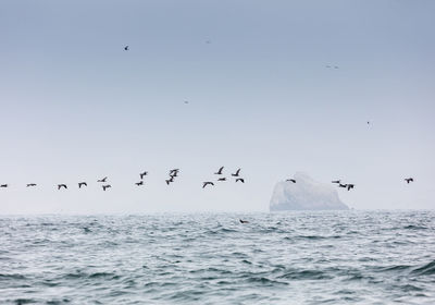 Seagulls flying over sea against clear sky