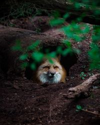 Wolf looking away in forest