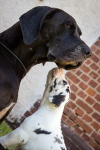 Portrait of a dog