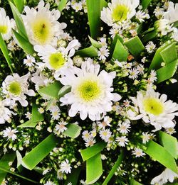 Close-up of white flowering plant