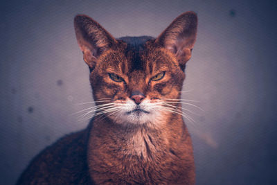 Close-up portrait of cat