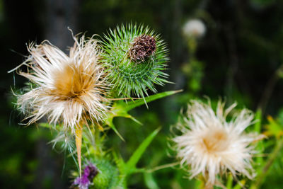 Close-up of thistle flowers and buds