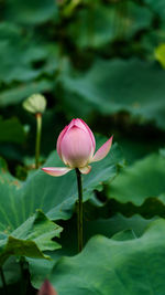 Close-up of pink water lily