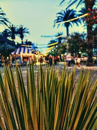 Close-up of palm trees on field against sky
