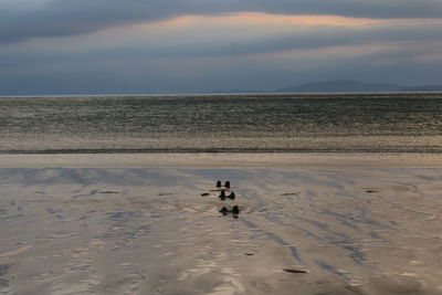 View of dog on beach