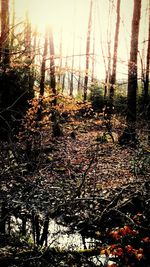 Trees in forest