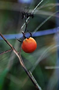 Close-up of fruits on tree