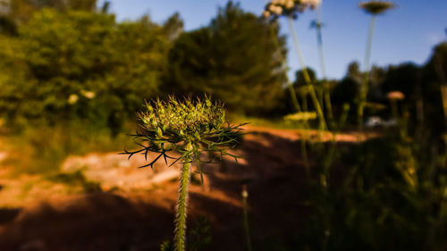 Close-up of flowering plant on field against sky