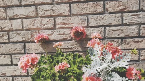 Close-up of pink flowering plants against wall