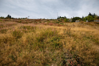 Scenic view of field against sky