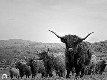 Highland cattle line up 